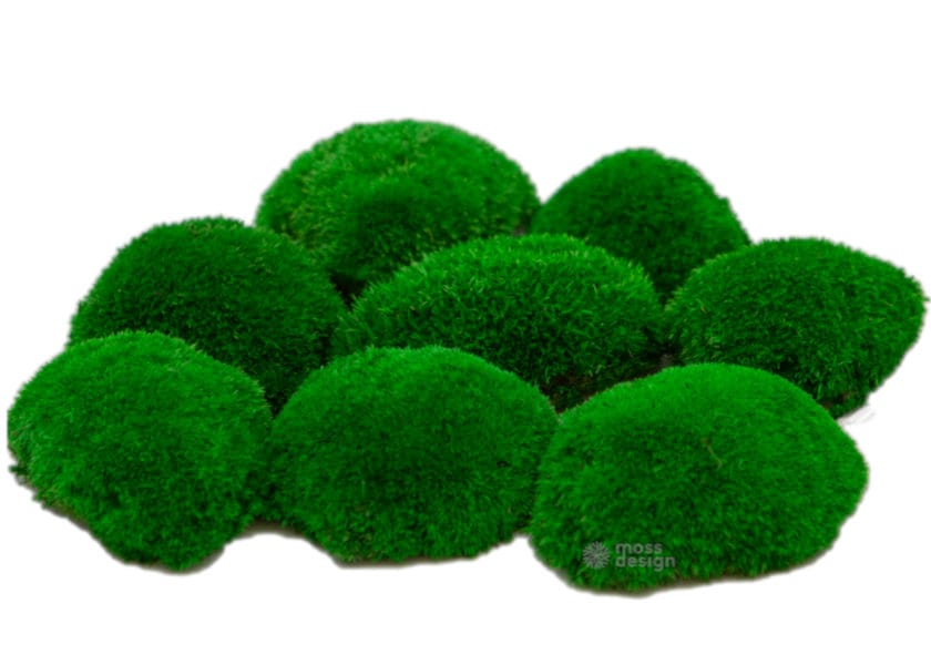 Materiály - stabilizovaný mach kopce Bolmoss