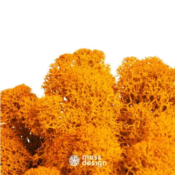 Oranžová 51